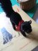 画像2: 目が点になってるベルベットの黒猫　トムキャット　シュタイフ　８ｃｍ (2)
