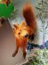 画像1: 森の動物　キツネ　ワグナー社　WAGNER　KUNSTLERSCHUTZ (1)