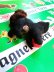 画像2: 小さな黒猫さん　ヴィンテージ　WAGNER　旧西ドイツ　KUNSTLERSCHUTZ (2)