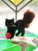 画像1: 小さな黒猫さん　ヴィンテージ　WAGNER　旧西ドイツ　KUNSTLERSCHUTZ (1)