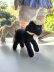 画像2: 青い瞳の黒羊　シュタイフ 　SWAPL　ひつじ　ALL ID's (2)