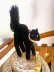 画像5: 目が点になってるベルベットの黒猫　トムキャット 　最小サイズ　シュタイフ　 (5)