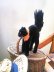 画像2: 目が点になってるベルベットの黒猫　トムキャット 　最小サイズ　シュタイフ　 (2)