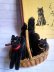 左の黒猫です。