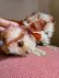 画像3: 仔犬のMOLLY　シュタイフドッグ　１５ｃｍ　ヴィンテージ (3)