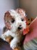 画像2: 仔犬のMOLLY　シュタイフドッグ　１５ｃｍ　ヴィンテージ (2)