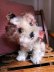 画像1: 仔犬のMOLLY　シュタイフドッグ　１５ｃｍ　ヴィンテージ (1)