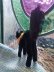 画像3: 目が点のベルベットの黒猫　トムキャット 　最小サイズ　シュタイフ　 (3)