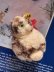 画像1: ぽんぽんキャット　シュタイフ　FOR THE CAT LOVER！ (1)