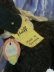 画像5: きっとあの子のお友達　２．　青い瞳の黒羊　シュタイフ 　SWAPL　ひつじ　ALL ID's (5)