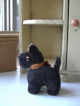 黒い子犬