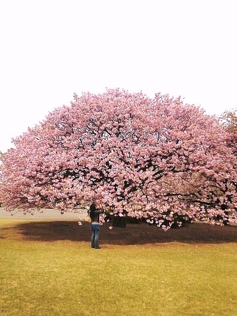   曇りのち雨、ときどき八重桜  