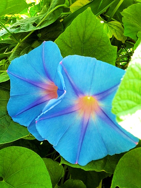   青い花  