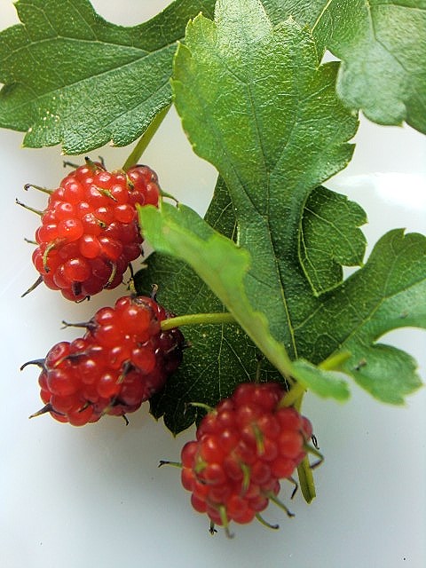   MULBERRY  
