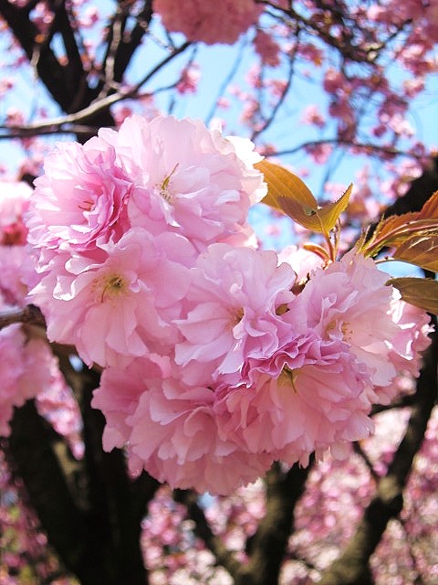  八重桜満開  