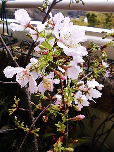   玉縄桜   