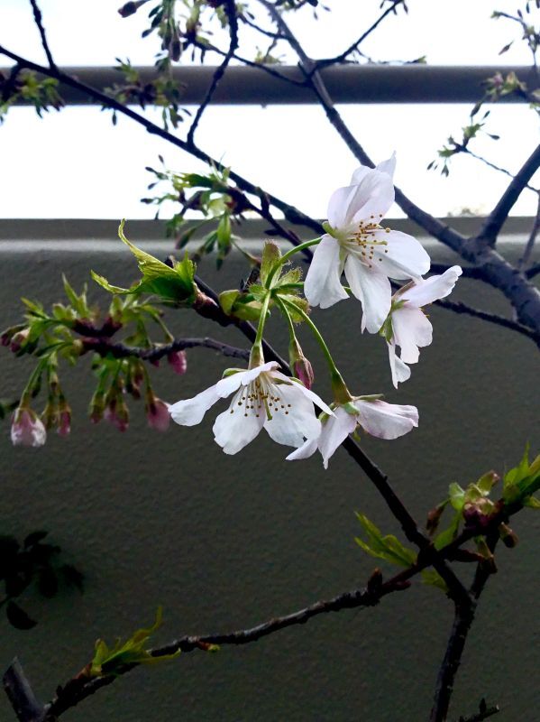    桜 ひと枝だけ咲きました  