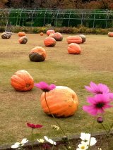 天気のいい日は