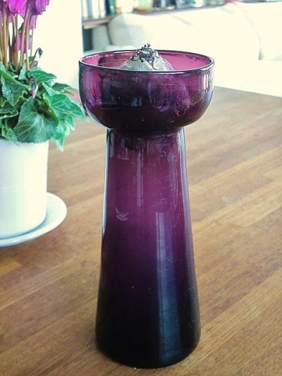 画像3: ヒアシンス　球根用　ＶＡＳＥ　水栽培容器　紫色