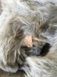 画像3: チルターンキャット　灰色猫　グレーモヘア　英国　Chiltern (3)
