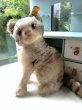 画像5: ヴィンテージの猫さん 　SUSI　シュタイフ　キャット　 (5)