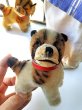 画像6: 仔犬のブリー　１０，５ｃｍ　シュタイフ　ブルドッグ　 (6)