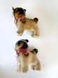 画像4: 仔犬のブリー　１０，５ｃｍ　シュタイフ　ブルドッグ　 (4)