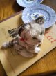 画像3: フルジョイントのしま猫　シュタイフキャット　小さいサイズ　ヴィンテージ (3)