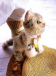 画像2: 猫のTUBBY 　ピスタチオグリーンのガラス目　シュタイフ　キャット (2)