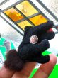 画像4: 小さな黒猫さん　ヴィンテージ　WAGNER　旧西ドイツ　KUNSTLERSCHUTZ (4)
