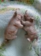 画像3: サバンナの動物　サイ　WAGNER社　KUNSTLERSCHUTZ (3)