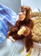 画像3: ベビーチンパンジー　Jocko　シュタイフ　小さいお猿さん　ボタン・タグ (3)