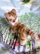 画像2: 鈴をさげた仔猫のタプシー　TAPSY　８ｃｍ　シュタイフのしま猫　 (2)
