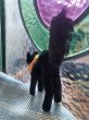 画像3: 目が点のベルベットの黒猫　トムキャット 　最小サイズ　シュタイフ　 (3)