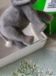 画像3: サバンナの動物　象　ワグナー　WAGNER　kunstlerschutz　ハンドメイドアニマル (3)