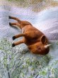 画像3: サバンナの動物　ヌー　バッファロー　WAGNER　ワグナー　ハンドメイドアニマル (3)