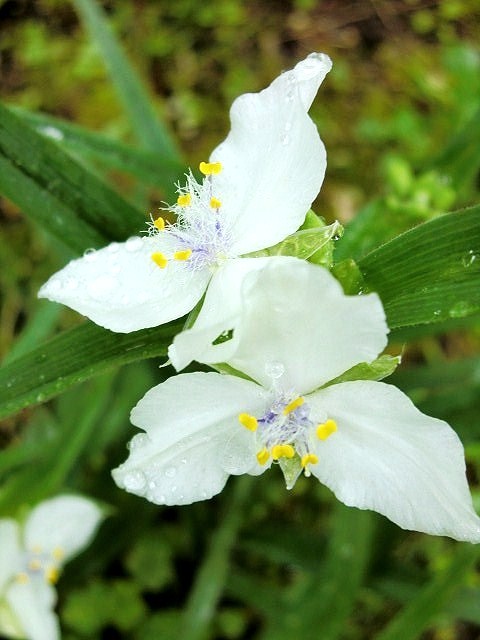  今月も爽やかに！ 