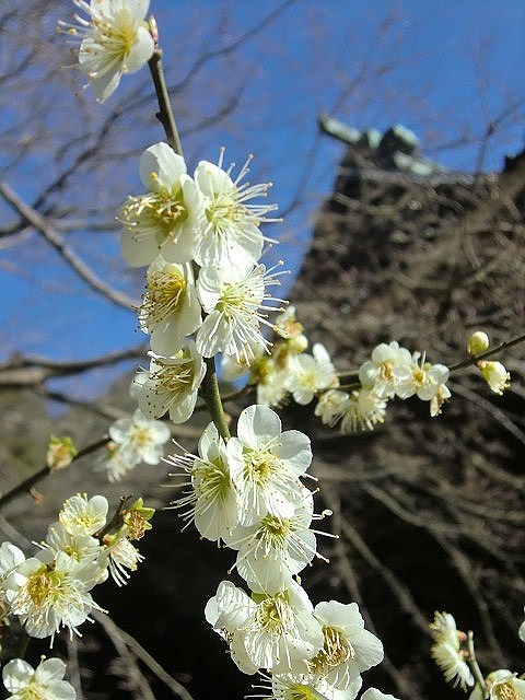   早かったり、遅かったり・・・  