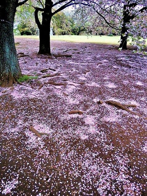   ひと雨ごとに  