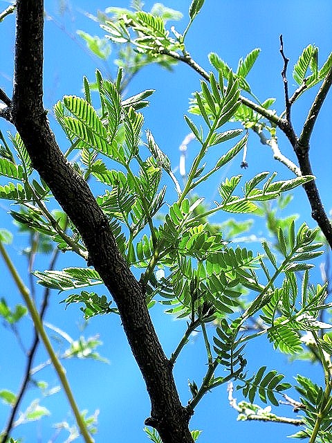   ２度目の芽吹き  