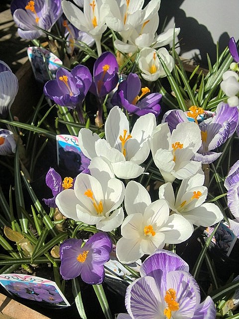   CROCUS  