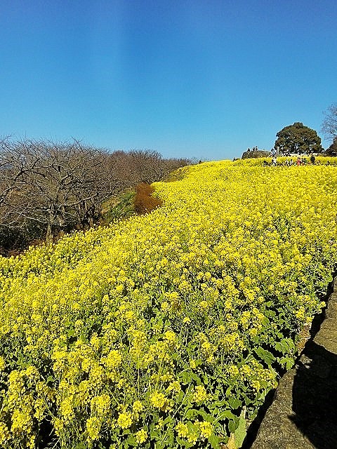   小さな山のぼり  