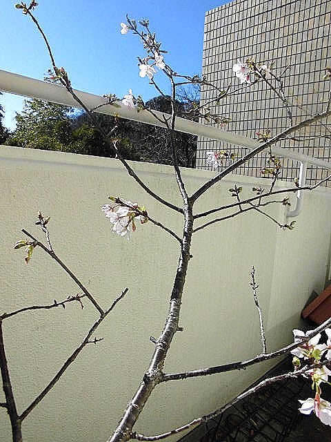  まだ まばらですが，桜   