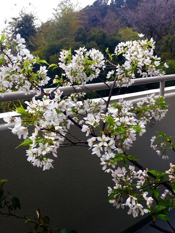    鎌倉生まれの桜  