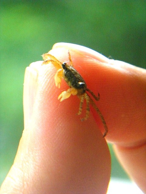 豆ガニです！