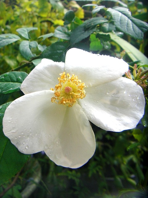 １０月の薔薇