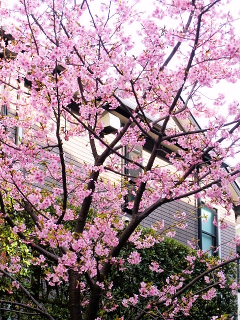    河津桜 